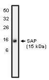 "
Western blot analysis
using SAP antibody on
NK-92 cell lysate at 10
µg/ml)."